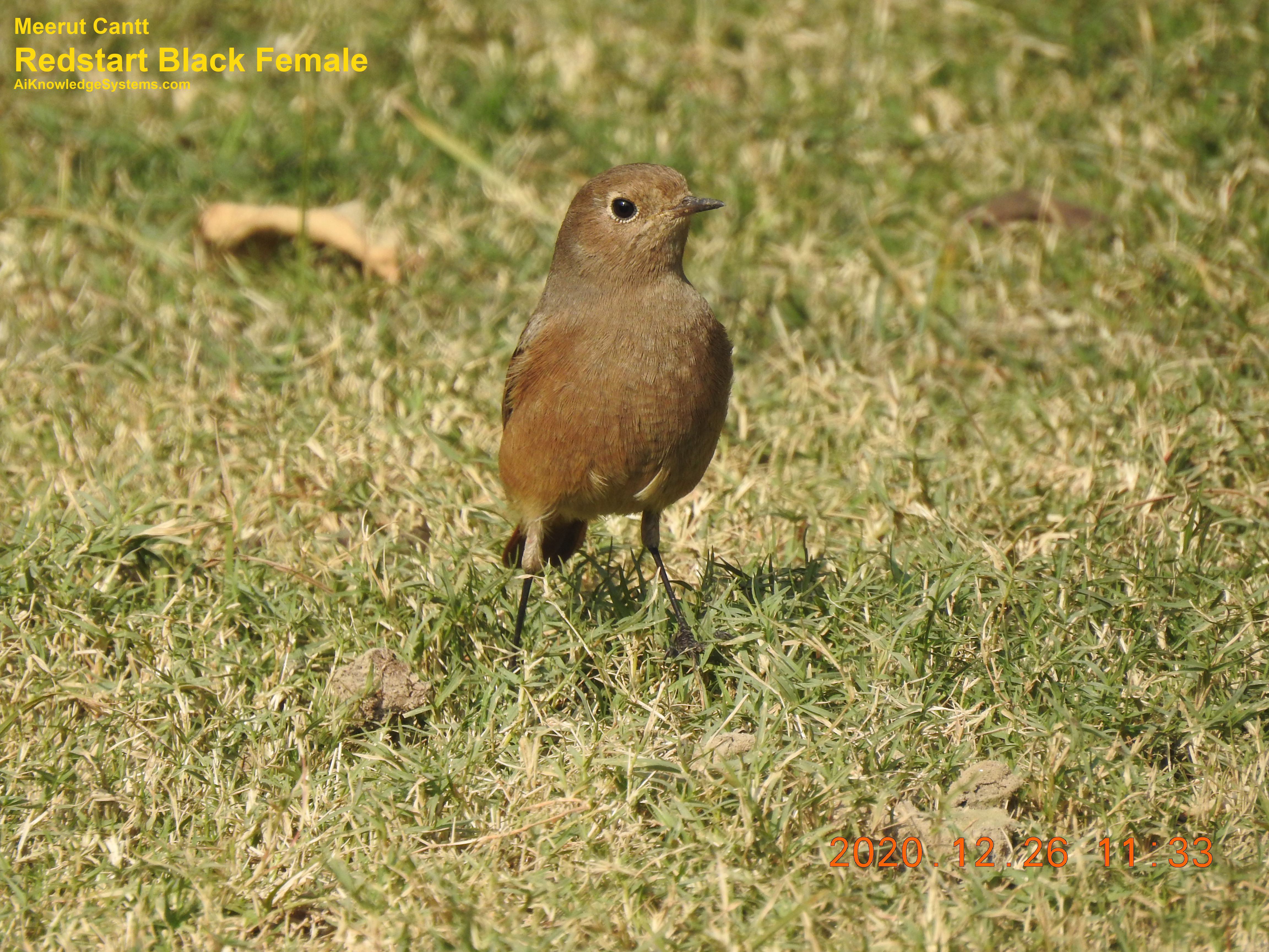 Redstart (10) Coming Soon